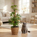 Green boutiQ Mini Monstera (Monstera Minima) with Moss Pole, 90cm Bild 5