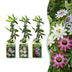 12x Passiflora Tricolour, Weiß-Lila-Rosa, Ø9cm, 35cm hoch Bild 1