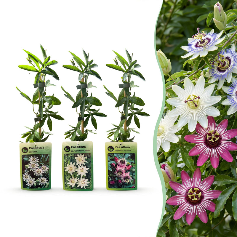 12x Passiflora Tricolour, Weiß-Lila-Rosa, Ø9cm, 35cm hoch