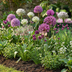 80x Garten-Zierlauch (Allium) Zwiebeln - Sommerblüher, 10/12 mm Bild 2