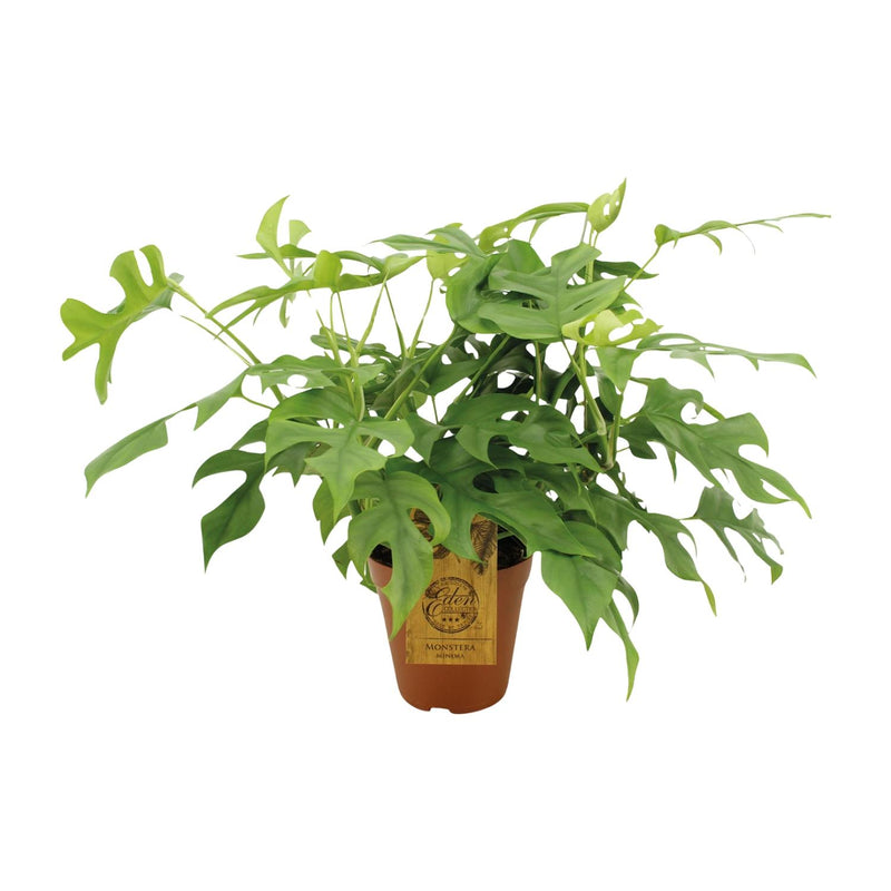 Monstera Minima (Rhaphidophora tetrasperma) in a 15cm pot
