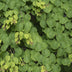 GreenboutiQ - Garden Plant - Cercidiphyllum japonicum - Green 3 Plants - Deciduous - Low Maintenance - Pot 12cm Height 35cm Bild 5