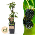 'Black Satin' Blackberry Plant - 2 hardy potted plants Bild 1