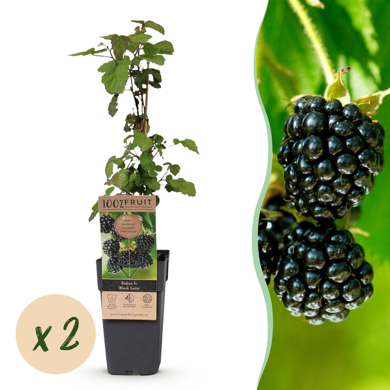 'Black Satin' Blackberry Plant - 2 hardy potted plants