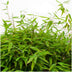 Gartenbambus Moontears Boobux winterhart 70 cm im 29 cm Topf Bild 3