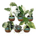 Baby Variegata Mix 6 Pflanzen - Tropisch - Ø6cm - 10-15cm Bild 2