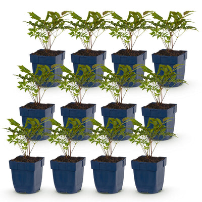 Green boutiQ - Perennial - Astilbe Tricolor - Feather Spirea - Shade - Purple - Pink - White - 12 Plants - Pot 11cm - Height 15-25cm