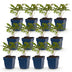 Green boutiQ - Perennial - Astilbe Tricolour - Feather Spirea - Shade - Purple - Pink - White - 12 Plants - Pot 11cm - Height 15-25cm Bild 12
