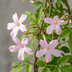 4x Stephans Jasmin – Kletterpflanze mit bunten Blüten Ø9cm Bild 3