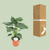 Alocasia Cucullata - Große Blattschmuckpflanze, Ø21cm, ↕80cm Bild 4