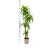 Dracaena Deremensis Hawaiian Sunshine, 170-190cm, Ø27cm Topf Bild 2