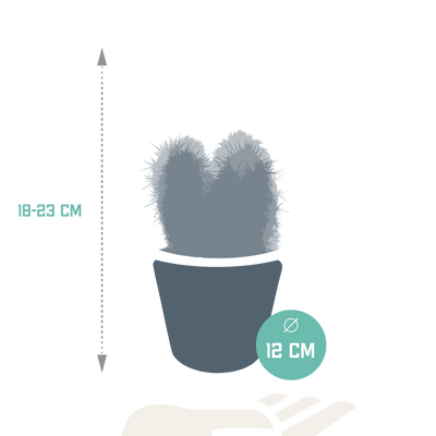 3er Cereus-Mischung 10,5 cm Topf - Vielfalt in Weiß