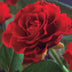 GreenboutiQ - Kletterrose - Rosa Paul Scarlet Climber - Blüte Rot - Wenig Pflege - 2 Pflanzen - Topf 11cm Höhe 40cm Bild 4