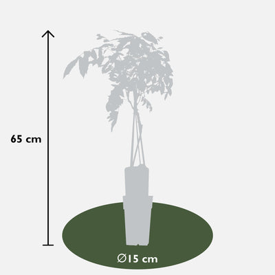 Wisteria sinensis 'Prolific' Glyzinie im Ø15cm Topf, 65cm hoch