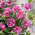 GreenboutiQ - Stamm Pflanze - Hibiscus syriacus Magenta Chiffon® - Terrassen Pflanze - Laubabwerfend - Winterhart - Rosa Blüte - Topf 19cm Höhe 90cm Bild 6