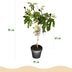 Ficus carica Little Miss Figgy: Feigenbaum Stamm Pflanze, 90cm Bild 3