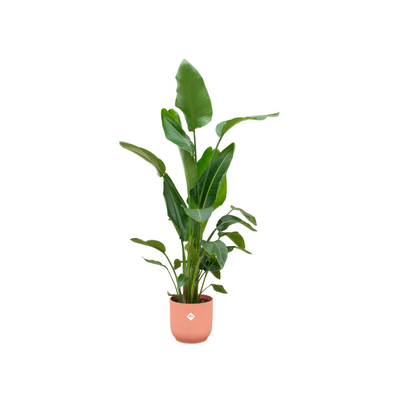 Strelitzia Nicolai inklusive elho Vibes Fold Round rosa - 160 cm - Ø30