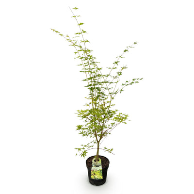 Japanischer Ahorn 'Sangokaku' - Acer palmatum - 90cm - Topf 26cm