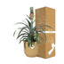 Ananas 'Mi Amigo' im ELHO Vibes Fold Topf 14cm gelb Bild 4