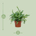 Phlebodium Blue Star Farn, 12cm Topf, ca. 32cm hoch Bild 4