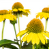 Echinacea purpurea Yellow Ø19cm - ↕60 - 70cm Bild 4