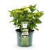 Hortensie Magical Nobless Weiß, 6-10 Blüten, Topf 23cm Bild 2