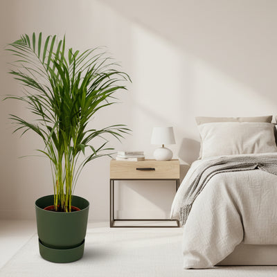 Areca-Palme, 85cm, inkl. grünem Elho Topf