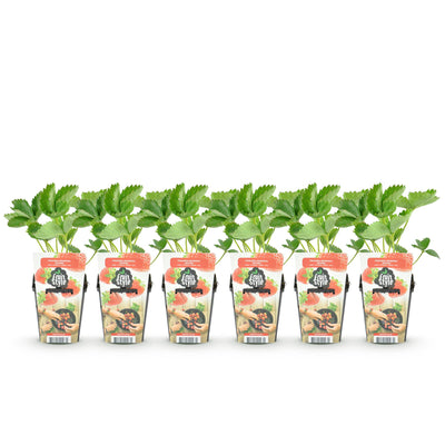 GreenboutiQ Erdbeerpflanzen Fragaria Maxim: 6x Winterhart im Topf