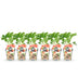 GreenboutiQ Strawberry Plants Fragaria Maxim: 6x Winter-Hardy in a Pot Bild 2