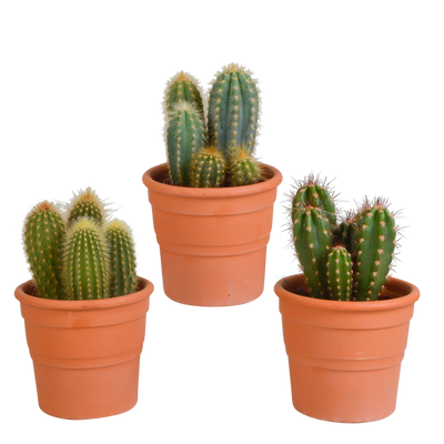 3er Set Cereus-Kakteen im Terrakotta-Topf (10,5 cm)
