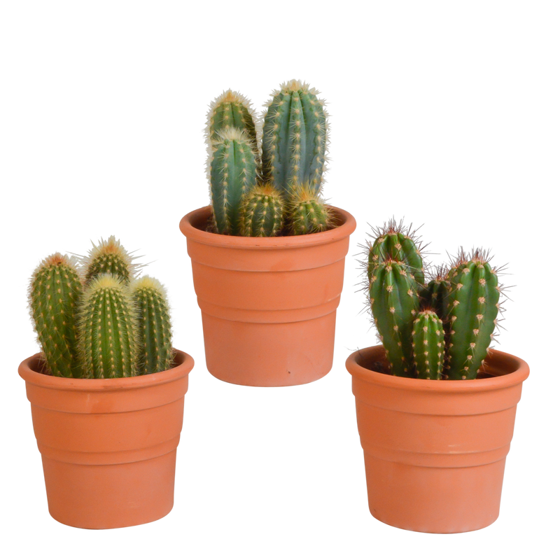 3er Set Cereus-Kakteen im Terrakotta-Topf (10,5 cm)