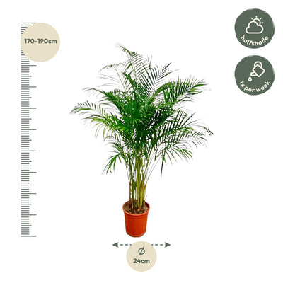 Dypsis Lutescens (Areca Palme) - 160 cm - Ø27 cm Topf