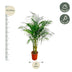 Dypsis Lutescens (Areca Palme) - 160 cm - Ø27 cm Topf Bild 2