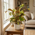 Calathea Fusion Yellow | Zimmerpflanze | 45-55 cm | Ø 14 cm Topf Bild 3