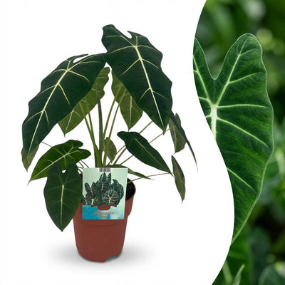 Alocasia Frydek Elefantenohr - Zimmerpflanze 60cm Topf 19cm