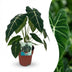Alocasia Frydek Elefantenohr - Zimmerpflanze 60cm Topf 19cm Bild 1