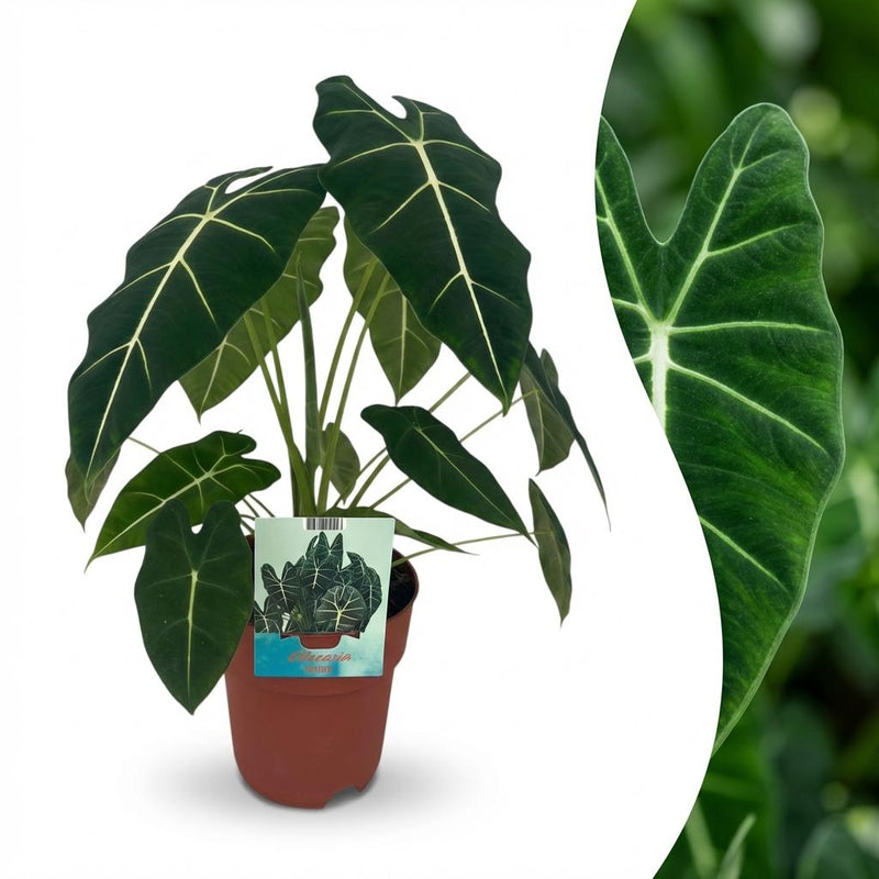 Alocasia Frydek Elefantenohr - Zimmerpflanze 60cm Topf 19cm