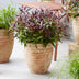 GreenboutiQ - Gartenpflanze - Leucothoe Burning Love - Rot - 2 Pflanzen - Immergrün - Wenig Pflege - Topf 17cm Höhe 45cm Bild 4
