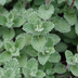 Calamintha n. nepeta: 12x aromatische Staude für sonnige Beete Bild 6