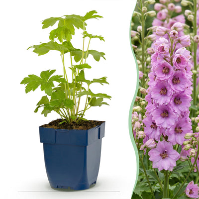 Green boutiQ - Perennial - Delphinium (P) Astolat - Larkspur - Bee and Butterfly Attractors - Pink - 24 Plants - Pot 11cm - Height 15-25cm