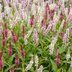 Green boutiQ - Perennial - Persicaria Tricolour - Knotweed - Shade - Red - Pink - White - 12 Plants - Pot 11cm - Height 15-25cm Bild 8