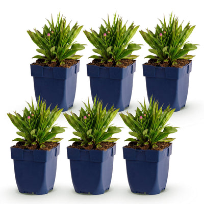 Green boutiQ - Perennial - Aster Wood's Pink - False Spirea - Bee and Butterfly Attractors - Pink - 6 Plants - Pot 11cm - Height 15-25cm