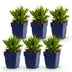 Green boutiQ - Perennial - Aster Wood's Pink - Plume Spiraea - Bee and Butterfly Attractors - Pink - 6 Plants - Pot 11cm - Height 15-25cm Bild 2