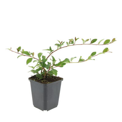 24x Zwergmispel 'Dammer' – 10-25cm – Ø9cm