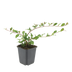 24x Cotoneaster 'Dammer' – 10-25cm – Ø9cm Bild 2