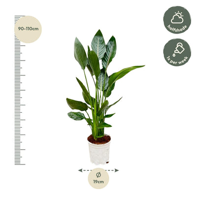 Strelitzia Reginae Orange Paradiesvogel 120 cm Ø21