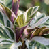Calathea Fusion White (Ø 14cm) - Exotische Zimmerpflanze für Ihr Zuhause Bild 3