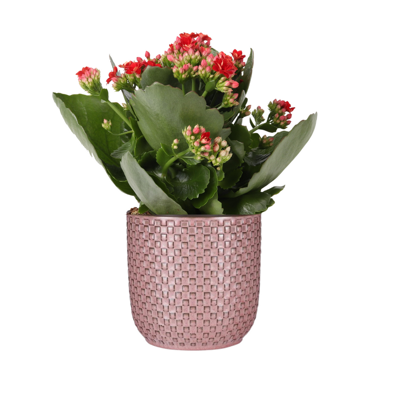 Kalanchoe Rosalina Don Justino: Rote Blüte im Rosa Relief-Topf