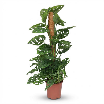 Monstera Andansonii Monkey Mask Pflanze im 19cm Topf, 90cm hoch