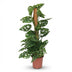 Monstera Andansonii Monkey Mask Pflanze im 19cm Topf, 90cm hoch Bild 2